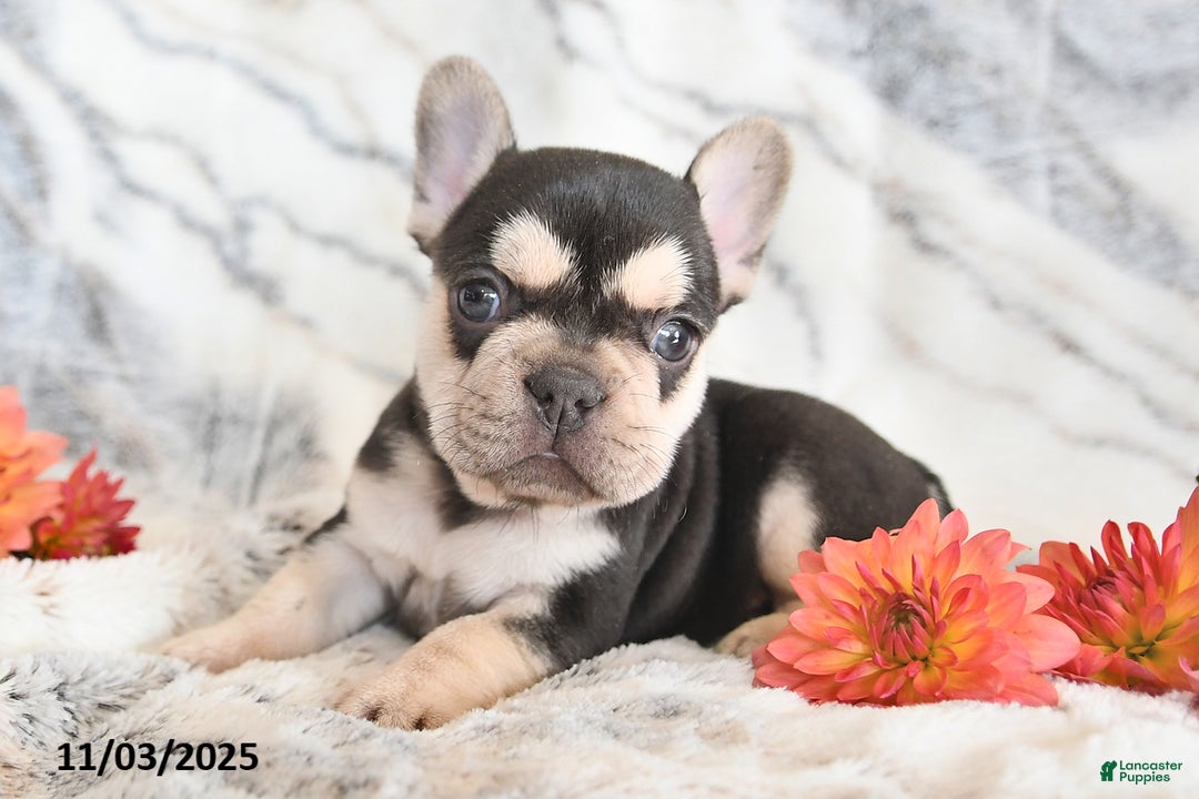 French Bulldog dogs for sale: Loni - Ad 3