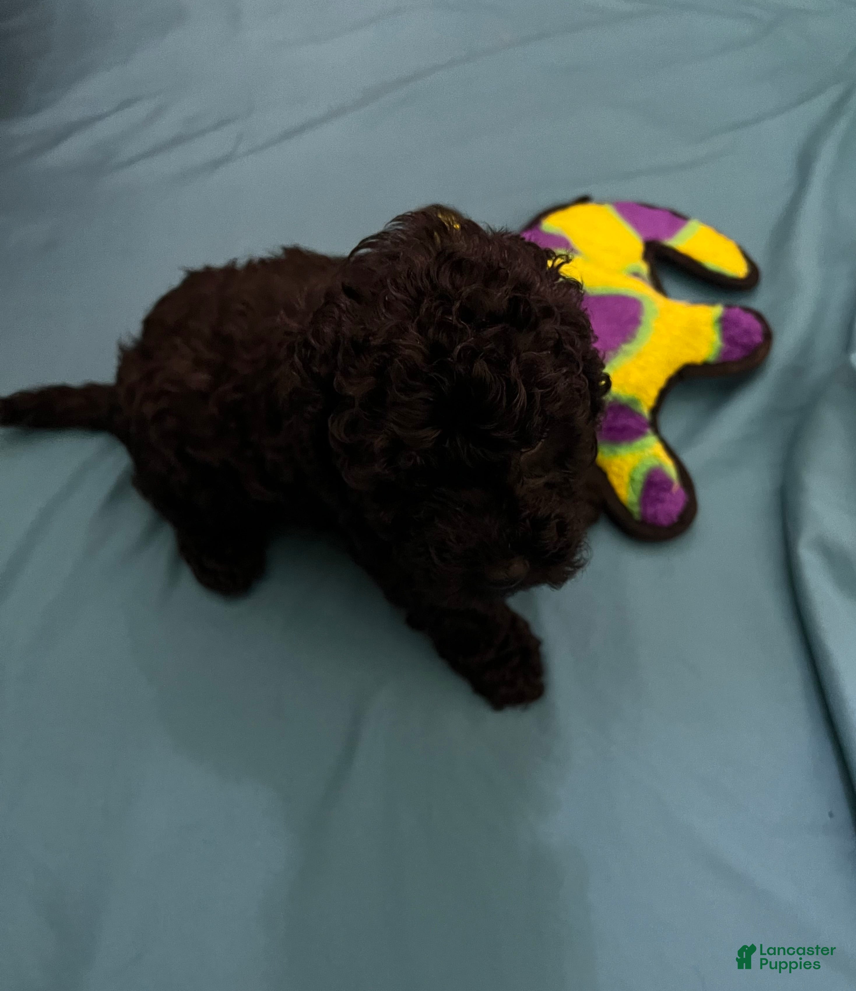 Cockapoo dogs Zen - Ad 2