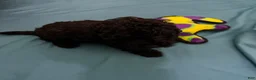 Cockapoo dogs for sale: Zen - Ad 2