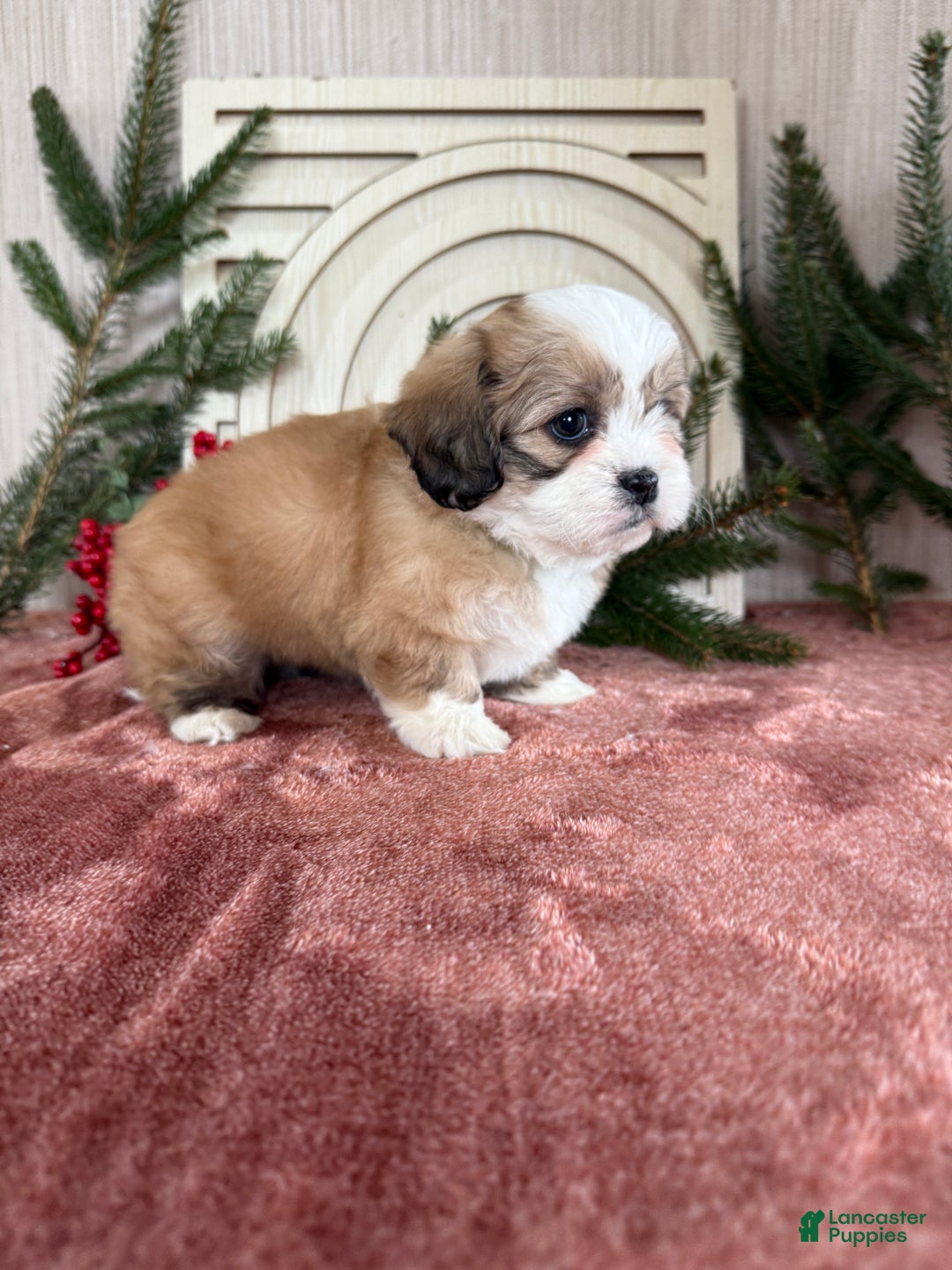 Teddy Bear dogs for sale: Sara - Ad 8