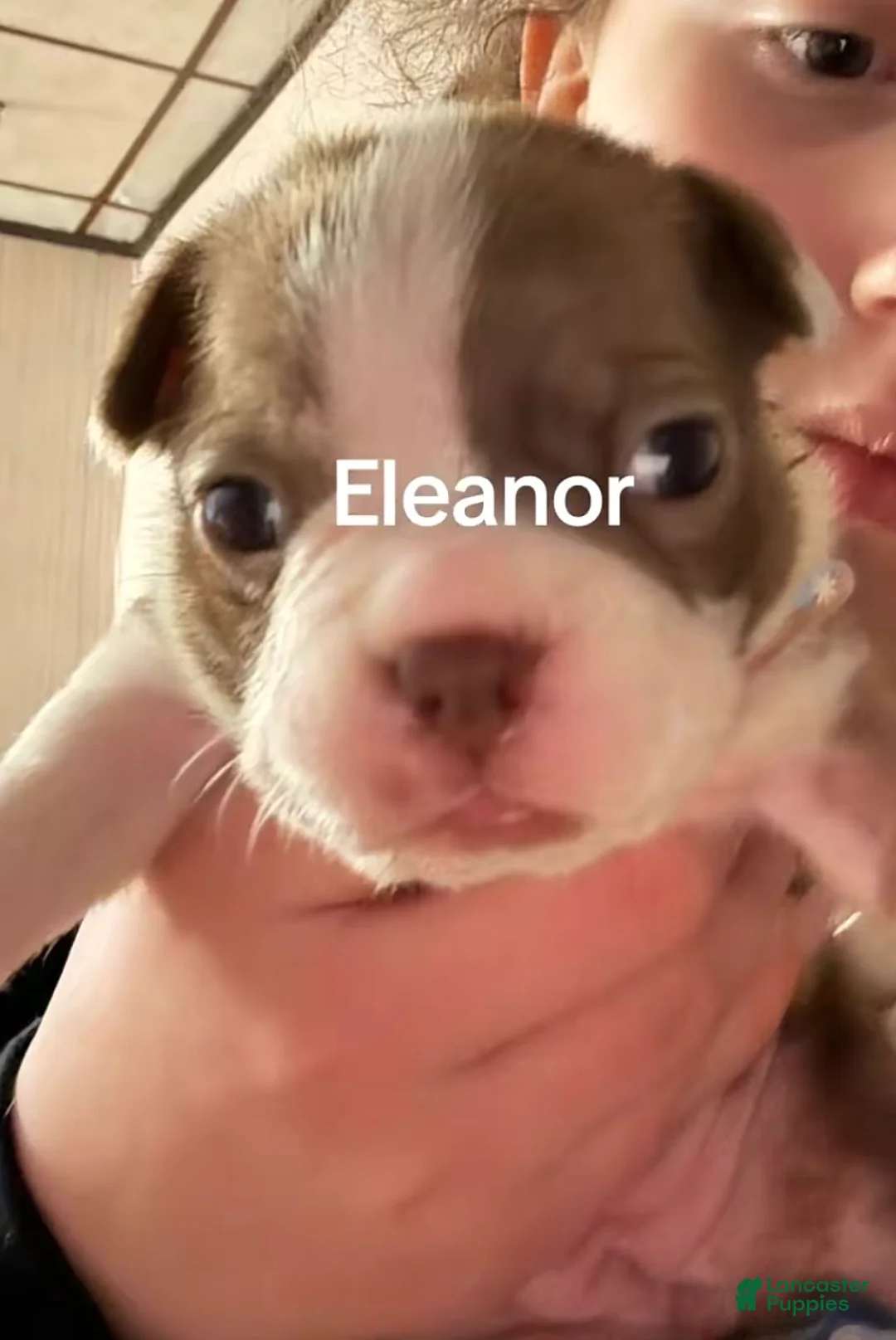 Boston Terrier dogs for sale: Eleanor - Ad 1