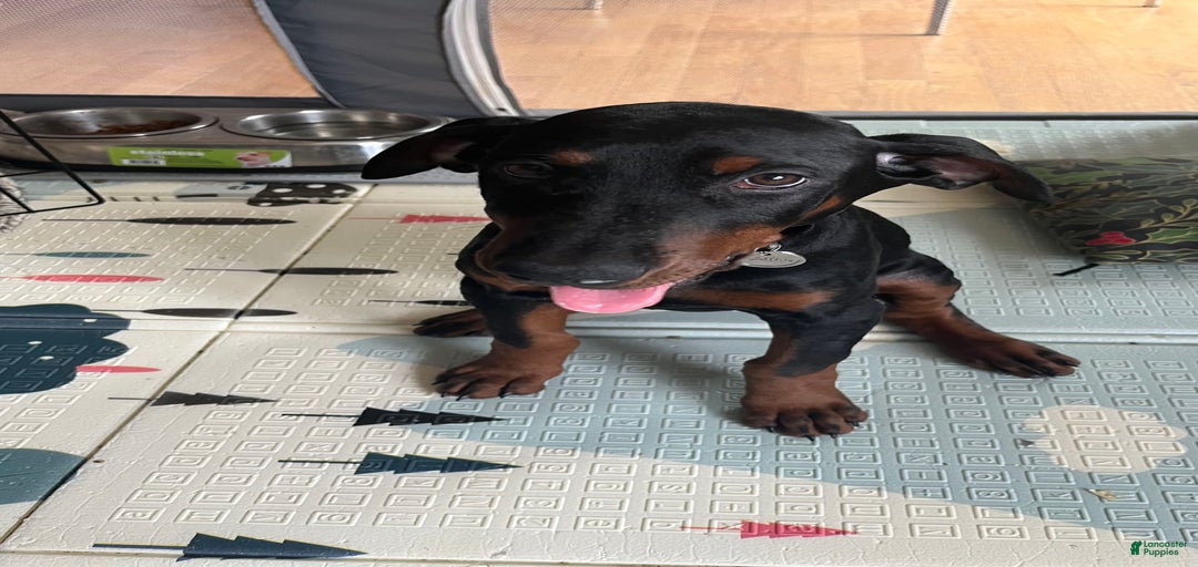 Gallery Image {{count}}