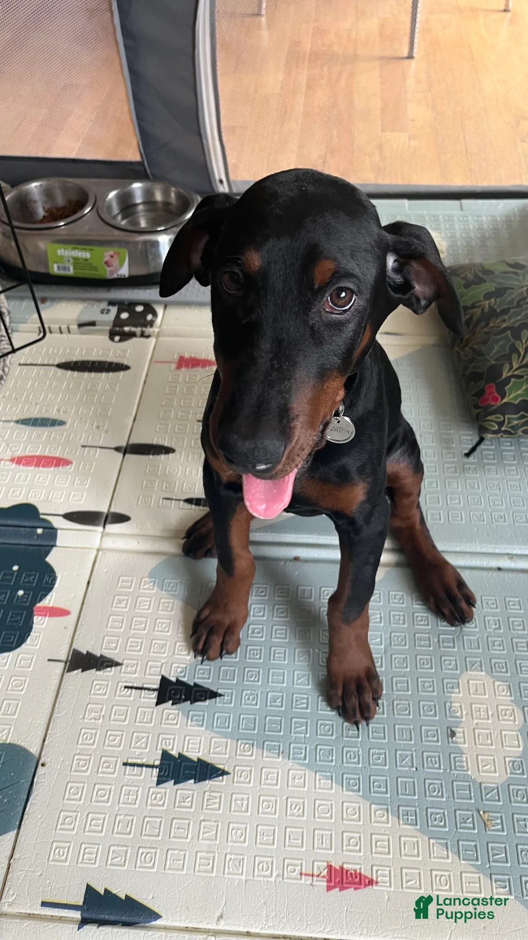 Gallery Image {{count}}