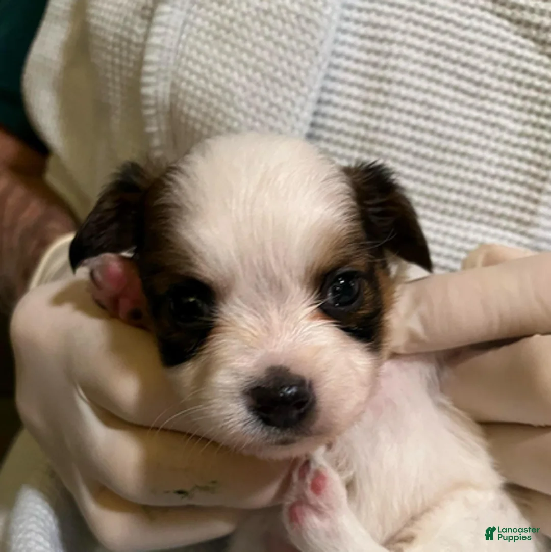 Papillon dogs for sale: Winston - Ad 4