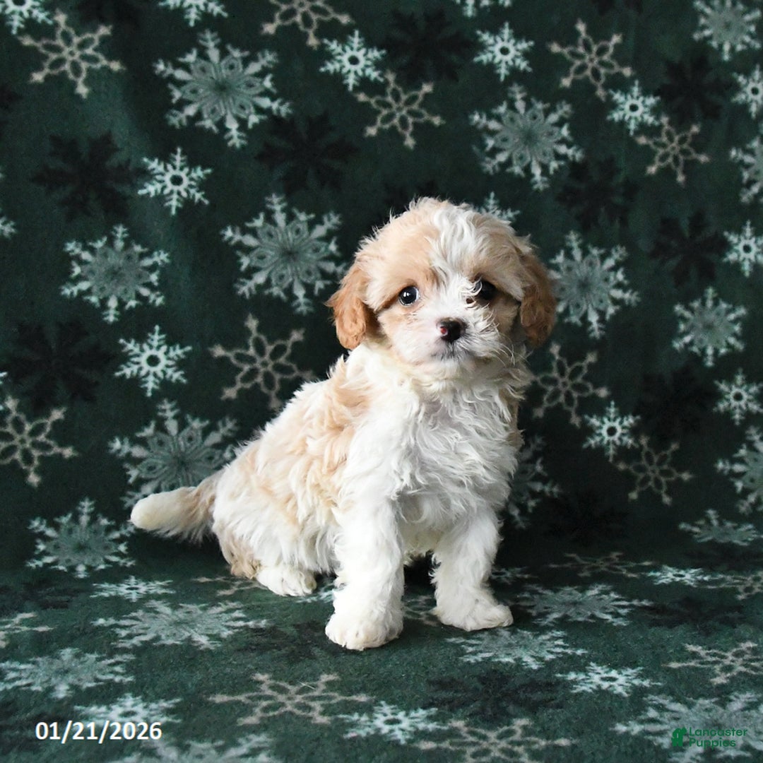 Cavapoo dogs for sale: Rosie - Ad 2