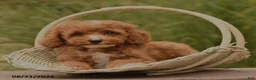 Cockapoo dogs for sale: Opal - Ad 3