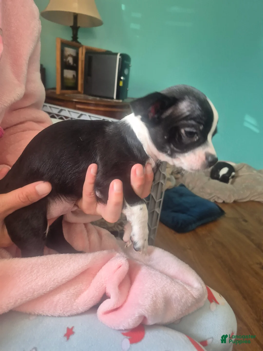 Chihuahua dogs for sale: Chihuahua Puppy 2 - Ad 2