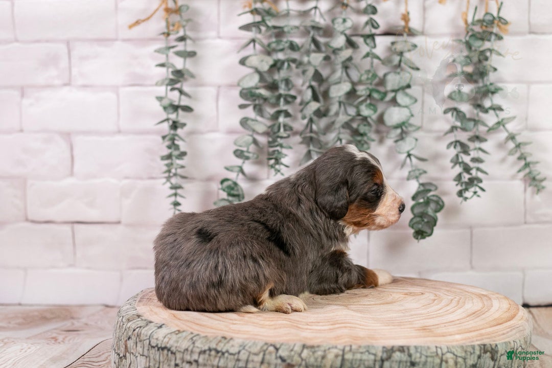 Bernedoodle dogs for sale: Nordic - Ad 5