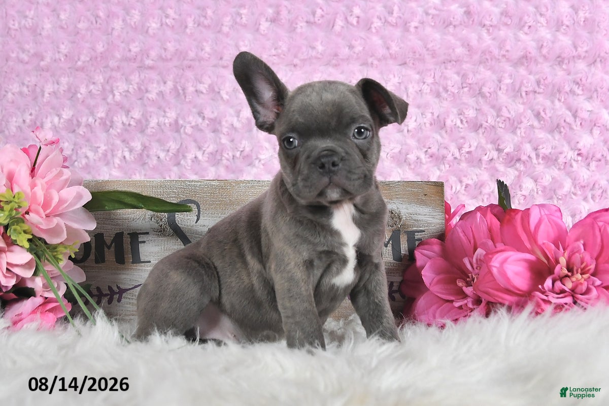 Frenchton dogs Brady - Ad 1