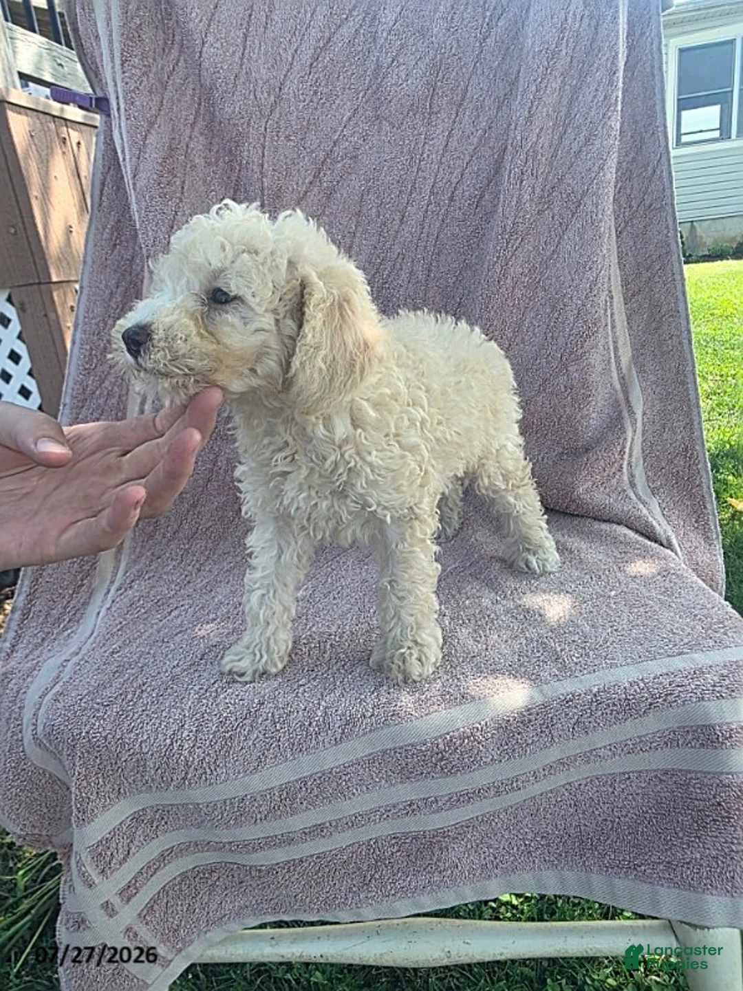 Toy Poodle dogs for sale: Pumpkin - Ad 5