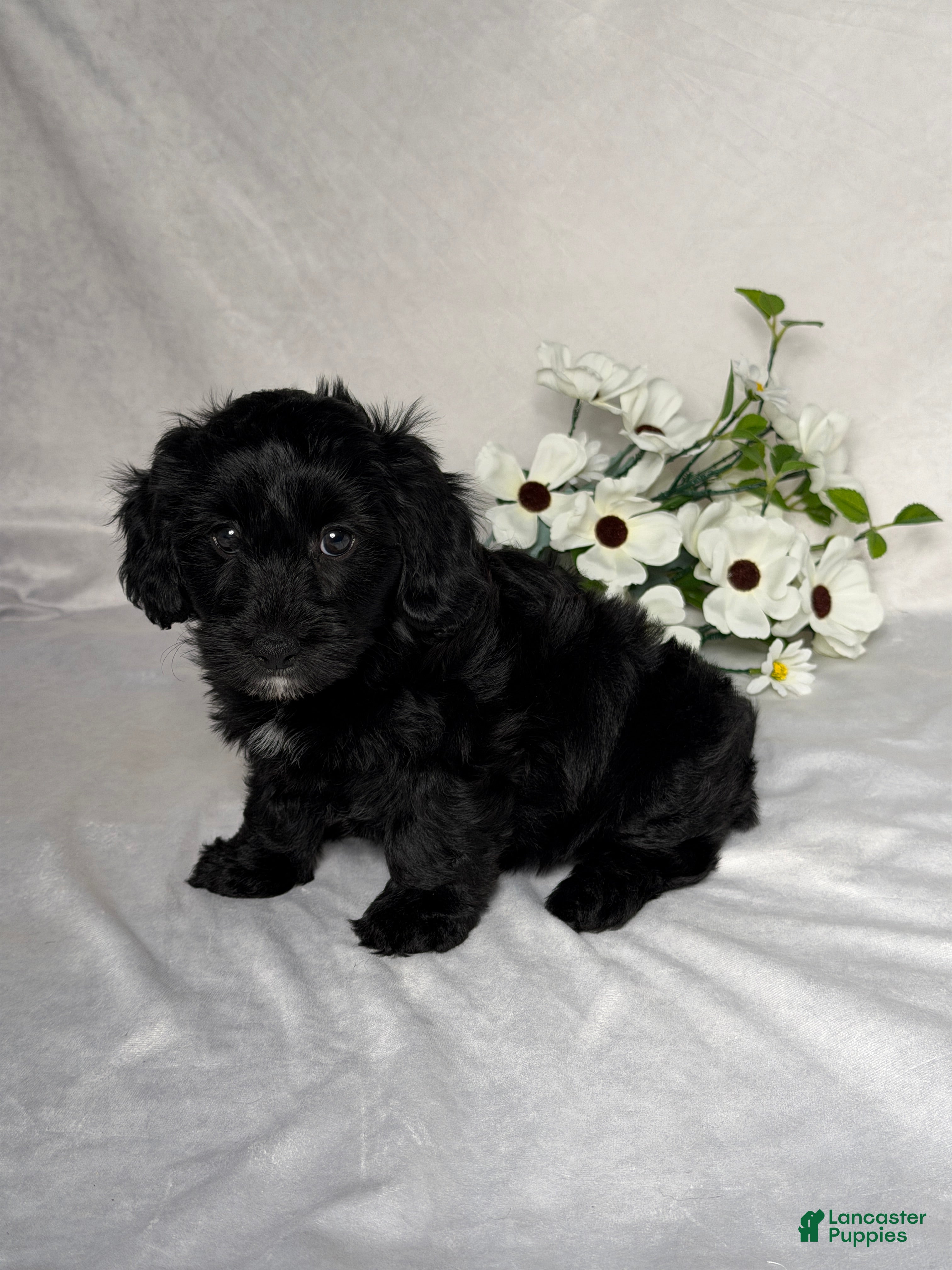 Mixed Breed dogs Macy - Ad 2