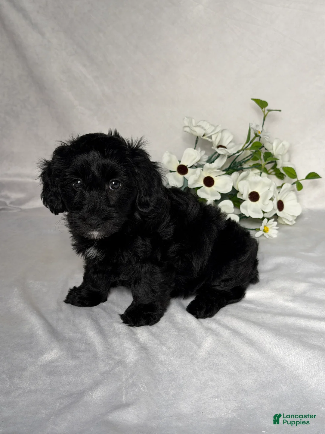 Mixed Breed dogs for sale: Macy - Ad 2