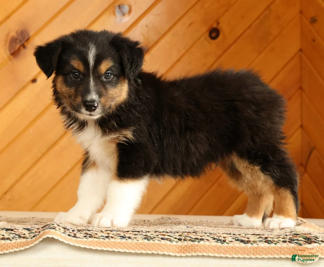 Australian Shepherd dogs for sale: Bruno - Ad 2