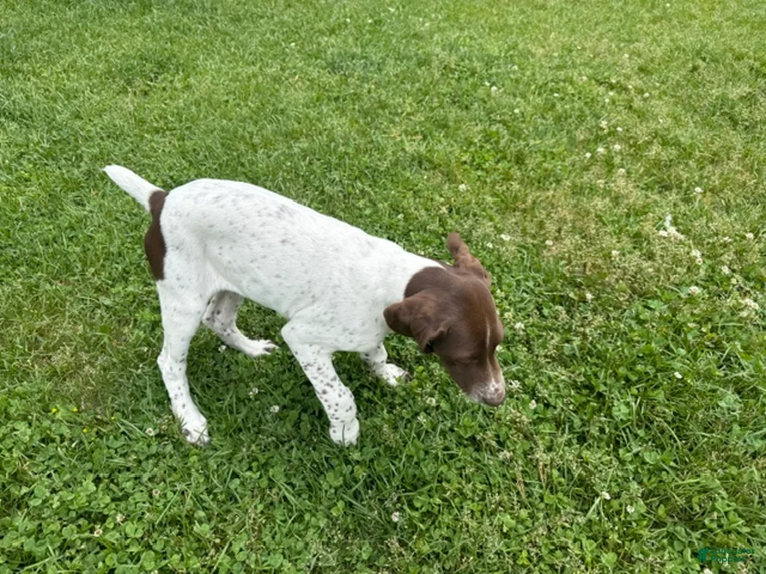 German Shorthaired Pointer dogs for sale: Leanna - Ad 2