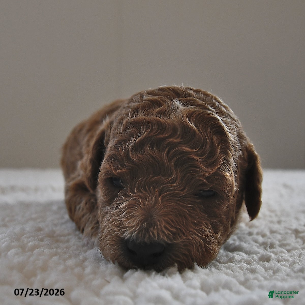 Mini Goldendoodle dogs Luna  - Ad 2