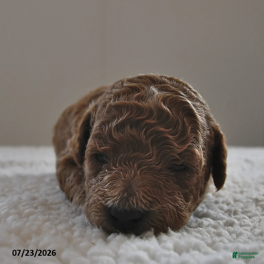 Mini Goldendoodle dogs for sale: Luna  - Ad 2