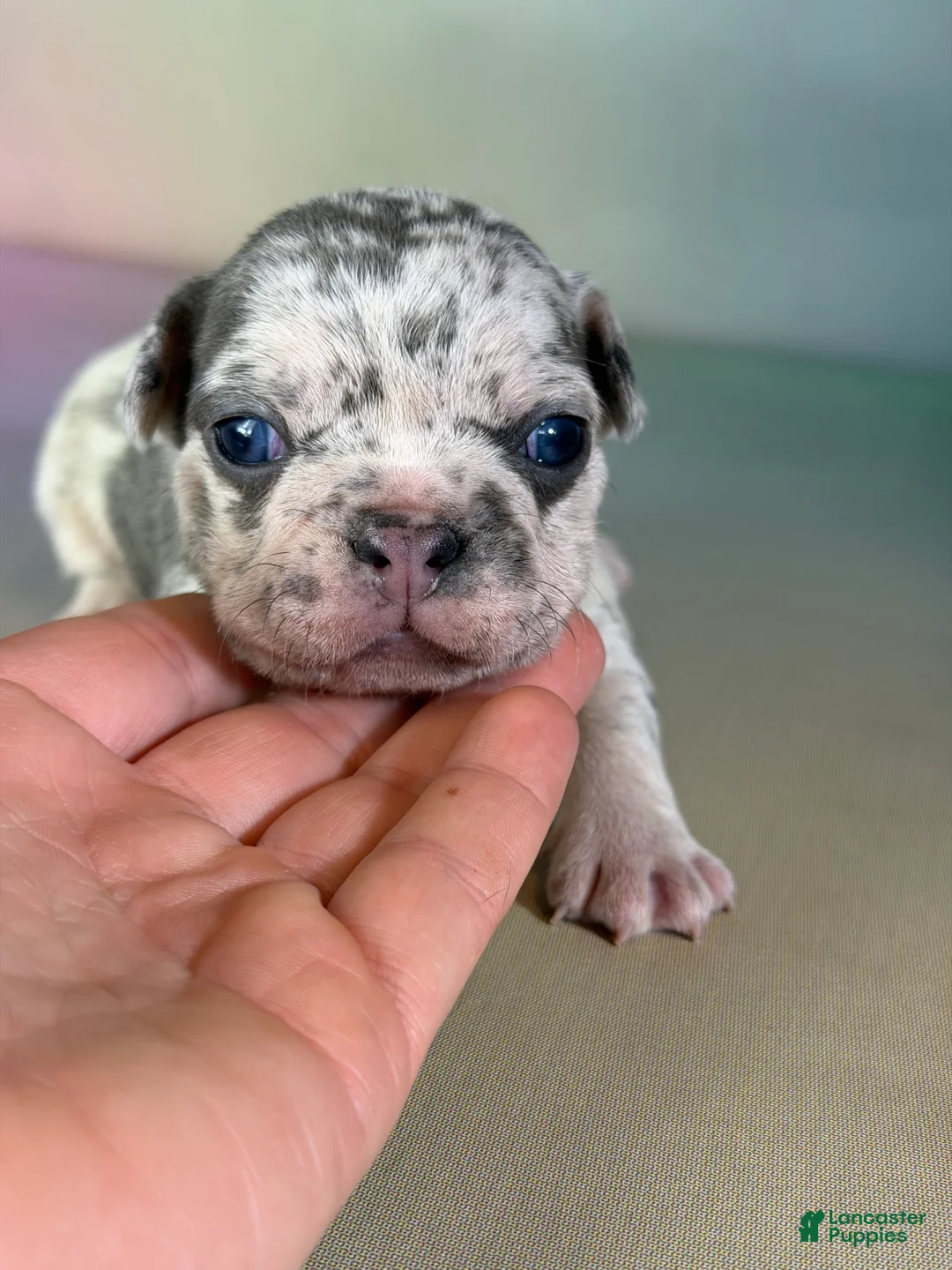 Mixed Breed dogs for sale: Jade 88/12 DNA - Ad 1