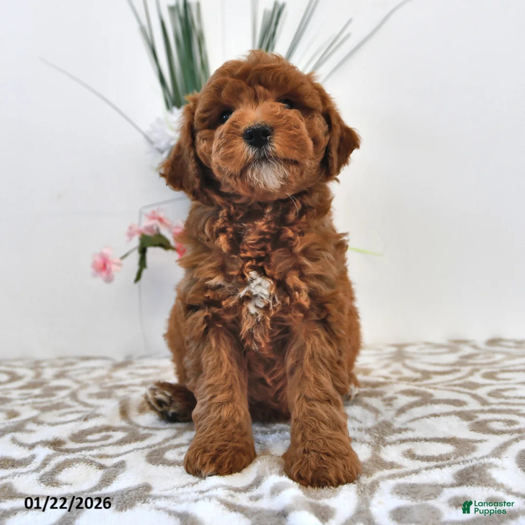 Mini Goldendoodle dogs for sale: Cupcake - Ad 2
