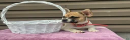 French Bulldog dogs for sale: Sweet Pea - Ad 3