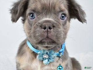 French Bulldog dogs Vance - Ad 27