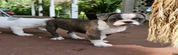 Mixed Breed dogs for sale: Sashay Brindle Grey - Ad 2