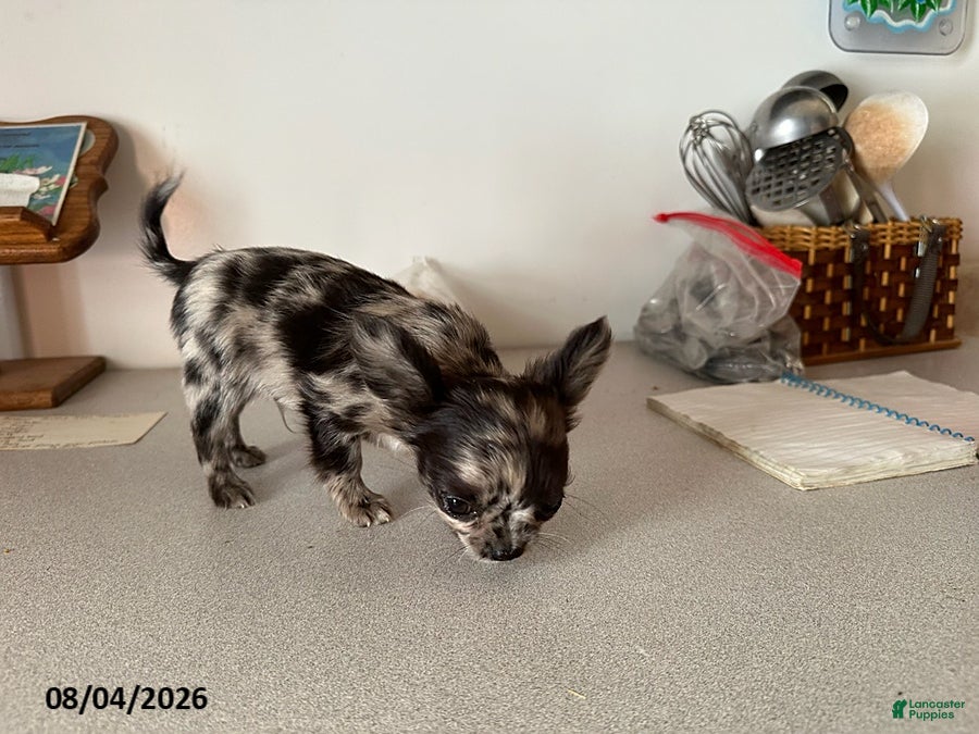 Chihuahua dogs Dexter - Ad 2
