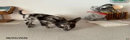 Chihuahua dogs for sale: Dexter - Ad 2