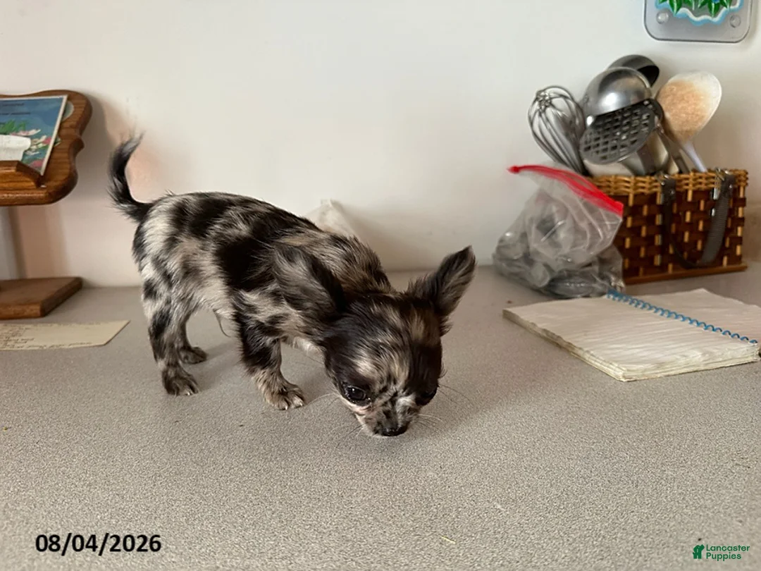 Chihuahua dogs for sale: Dexter - Ad 2
