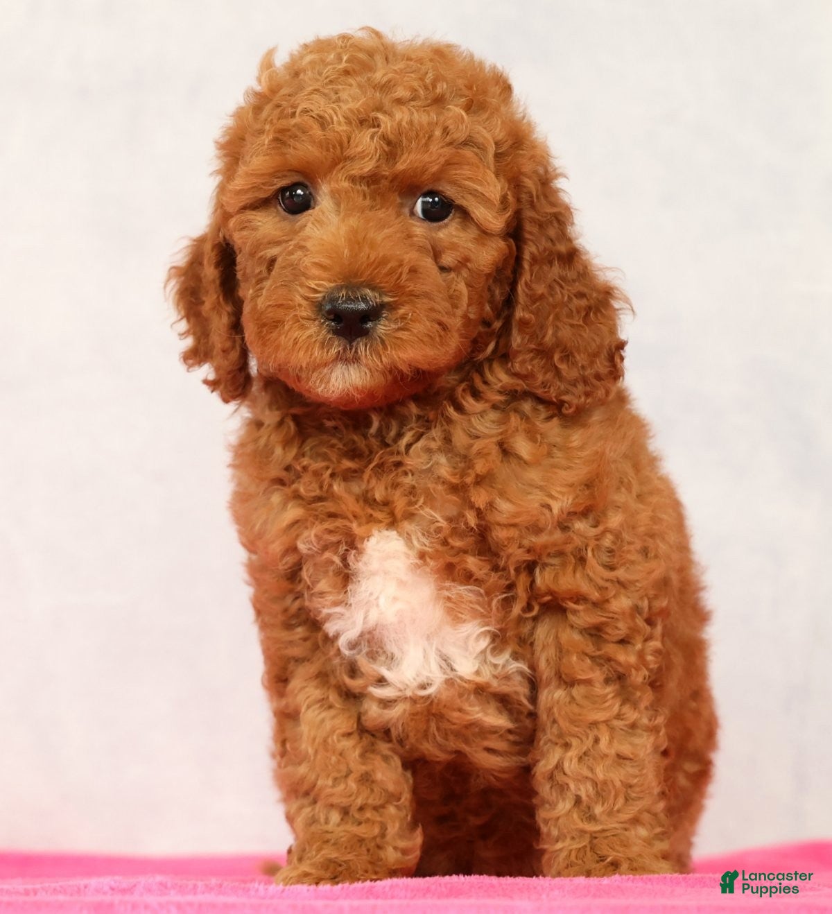 Mini Goldendoodle dogs Opal - Ad 2