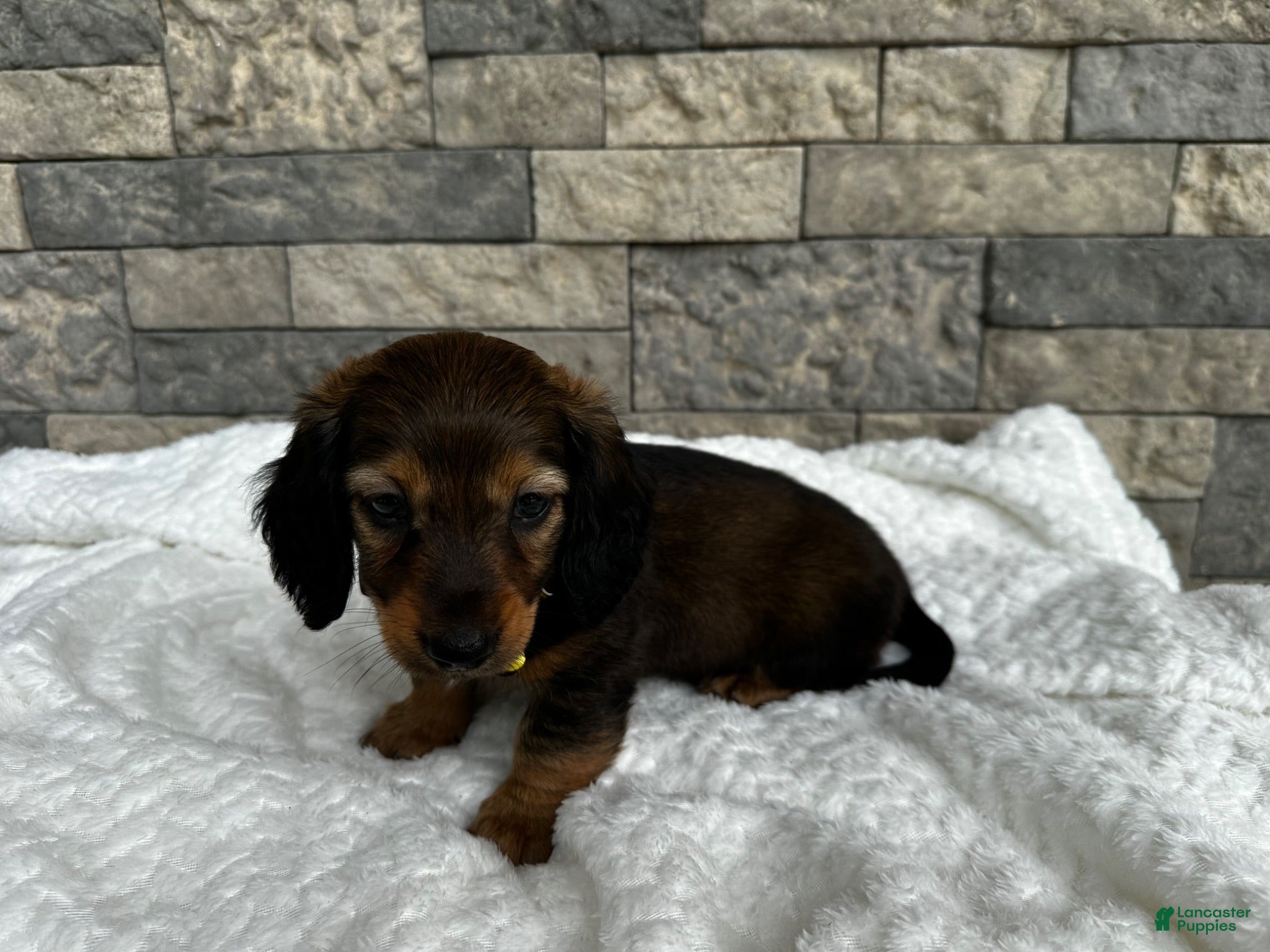 Miniature Dachshund dogs Zeke - Ad 12