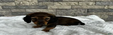 Zeke