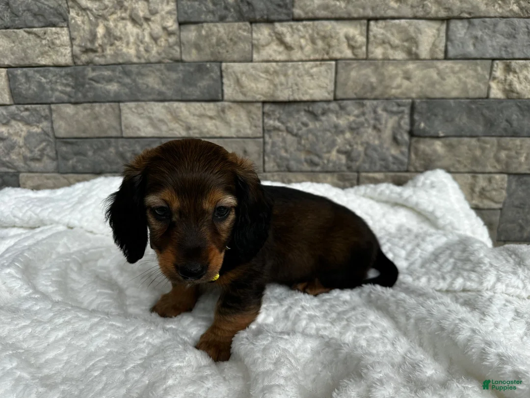 Miniature Dachshund dogs for sale: Zeke - Ad 1