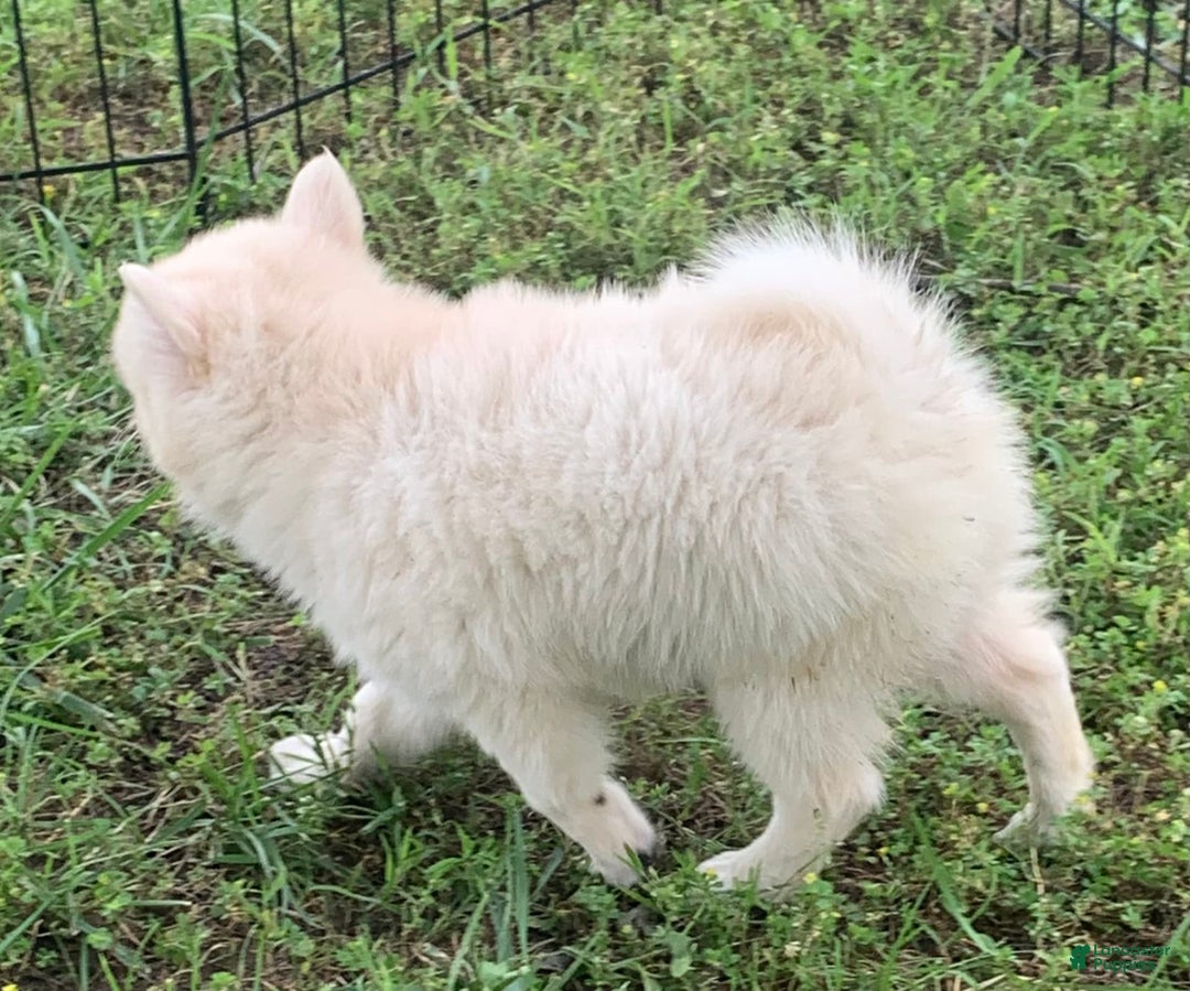 Alaskan Klee Kai dogs for sale: Fluffy Lil Tiki - Ad 3