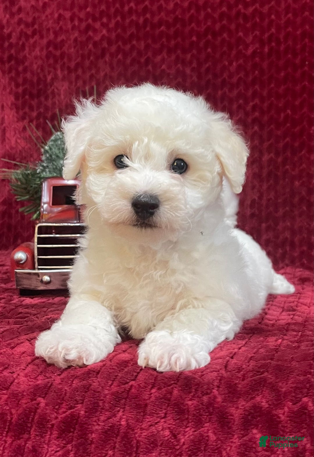 Bichon Frise dogs for sale: Roscoe - Ad 5