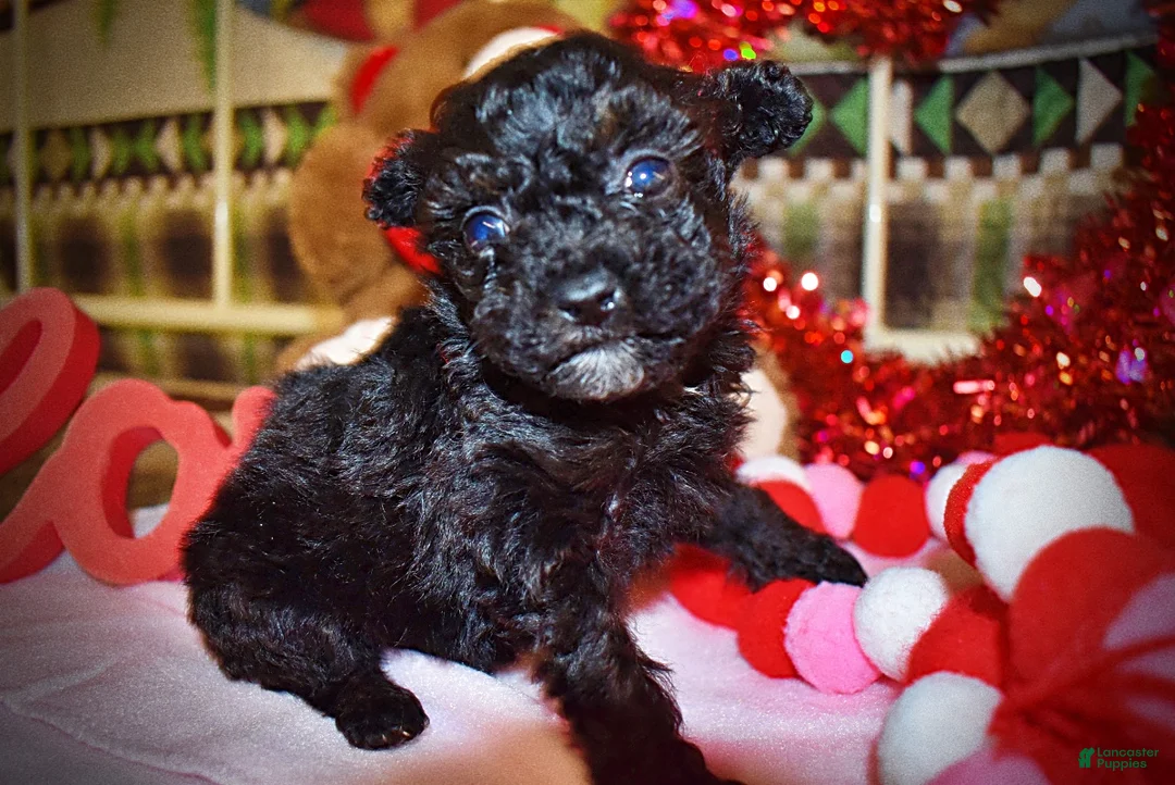 Toy Poodle dogs for sale: Kissy - Ad 8