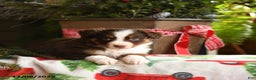 Australian Shepherd dogs for sale: Avalon - Ad 4