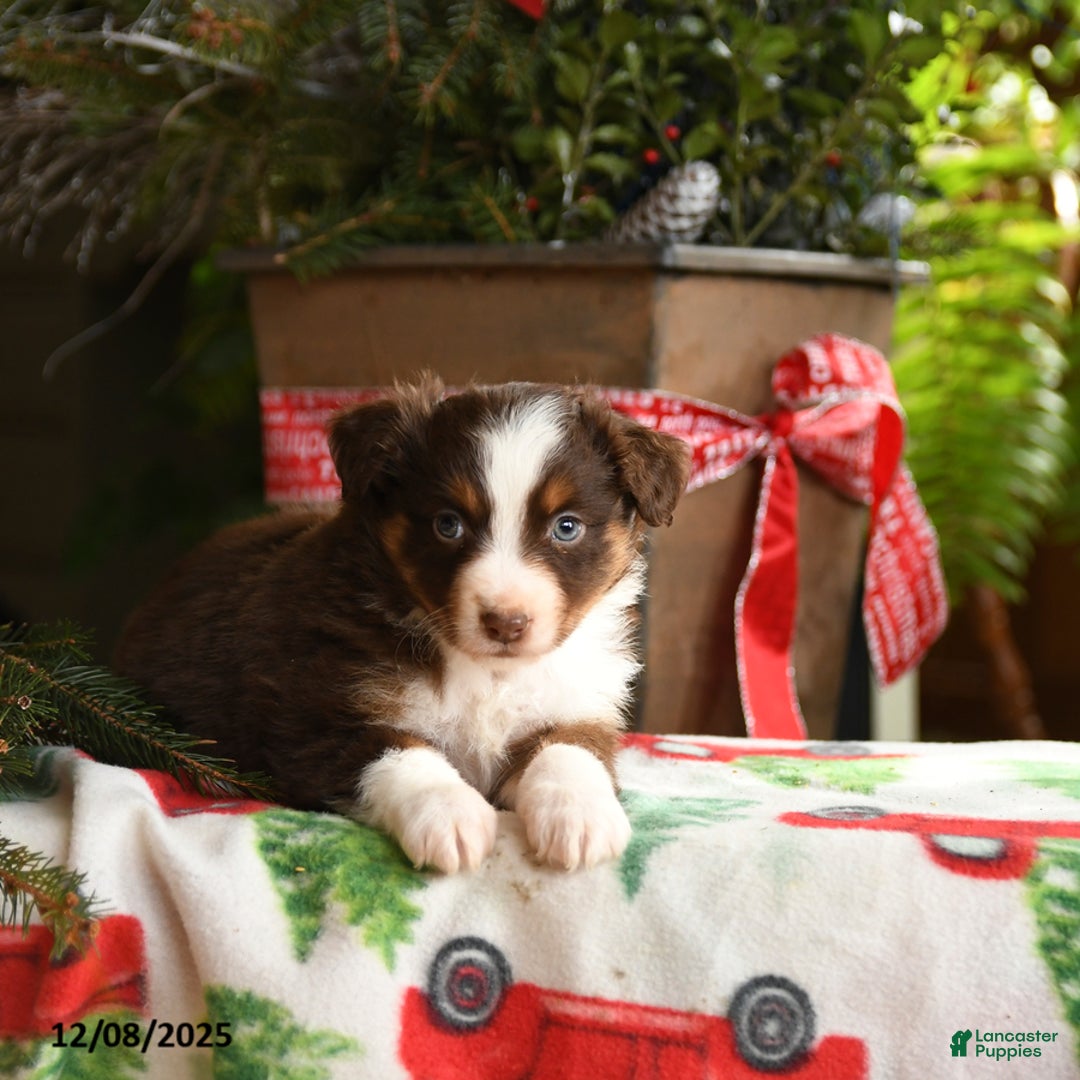 Australian Shepherd dogs for sale: Avalon - Ad 4