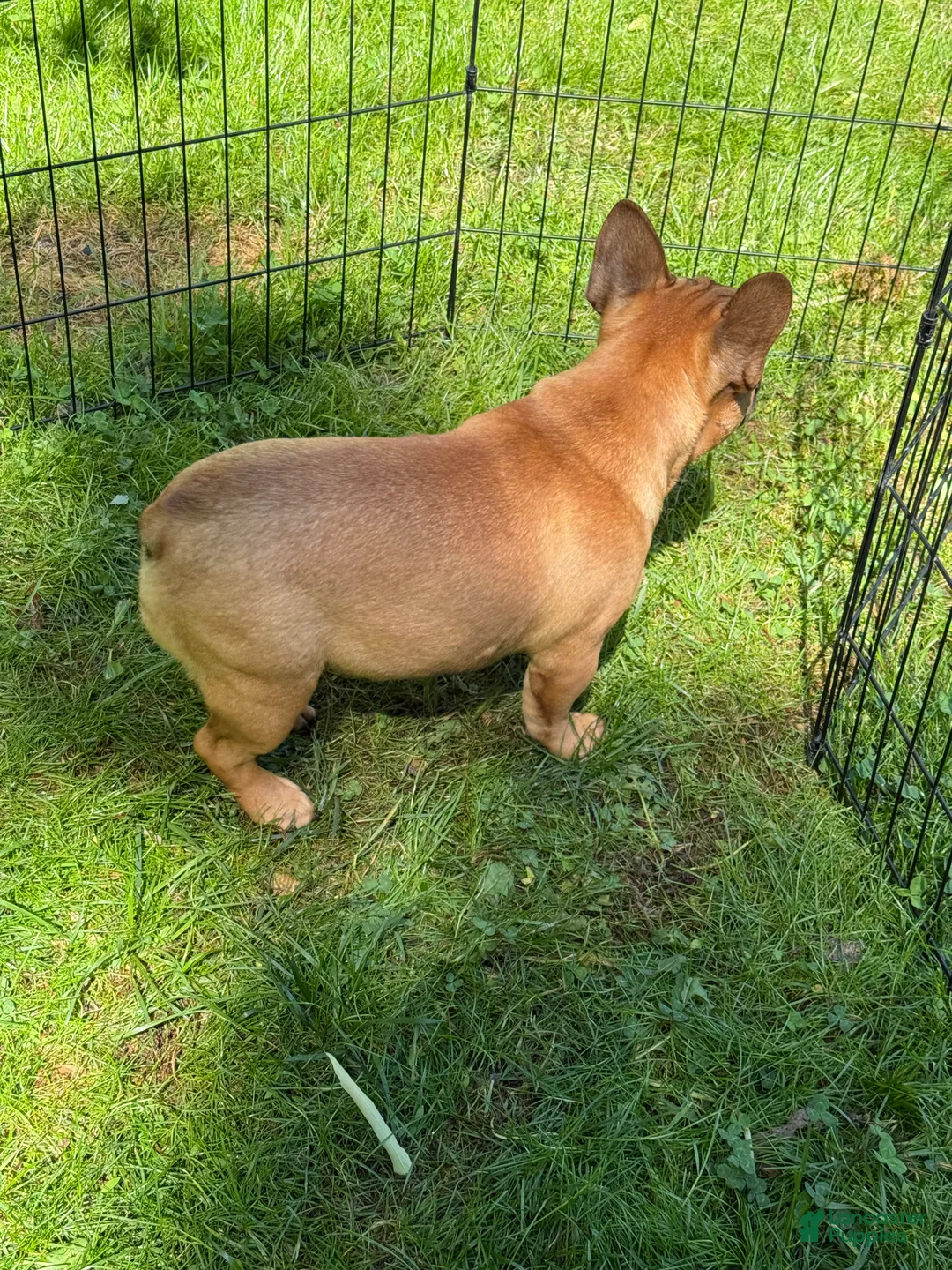 French Bulldog dogs for sale: French Bulldog Puppy 2 - Ad 2