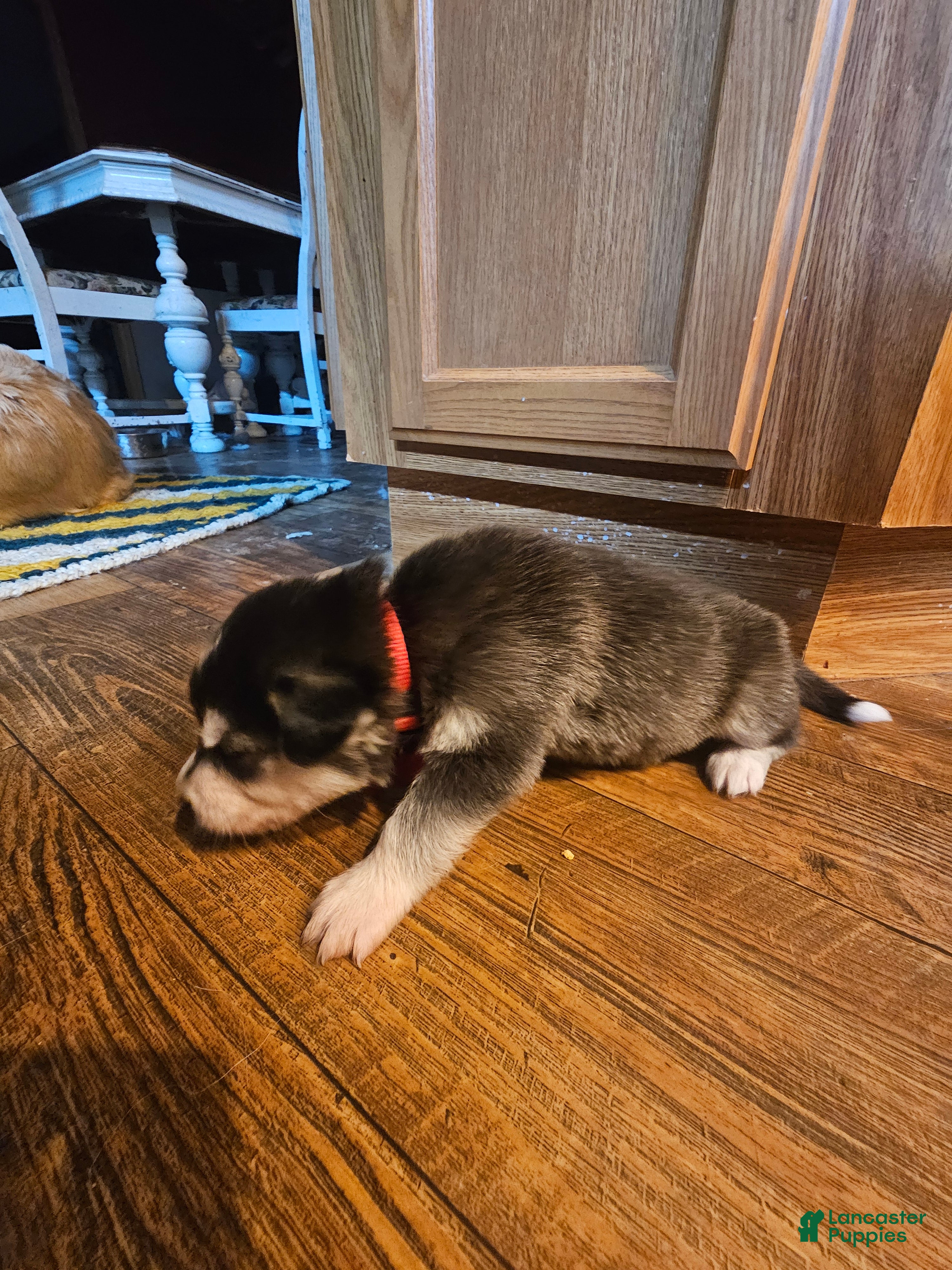 Mixed Breed dogs Mixed Breed Puppy 1 - Ad 17