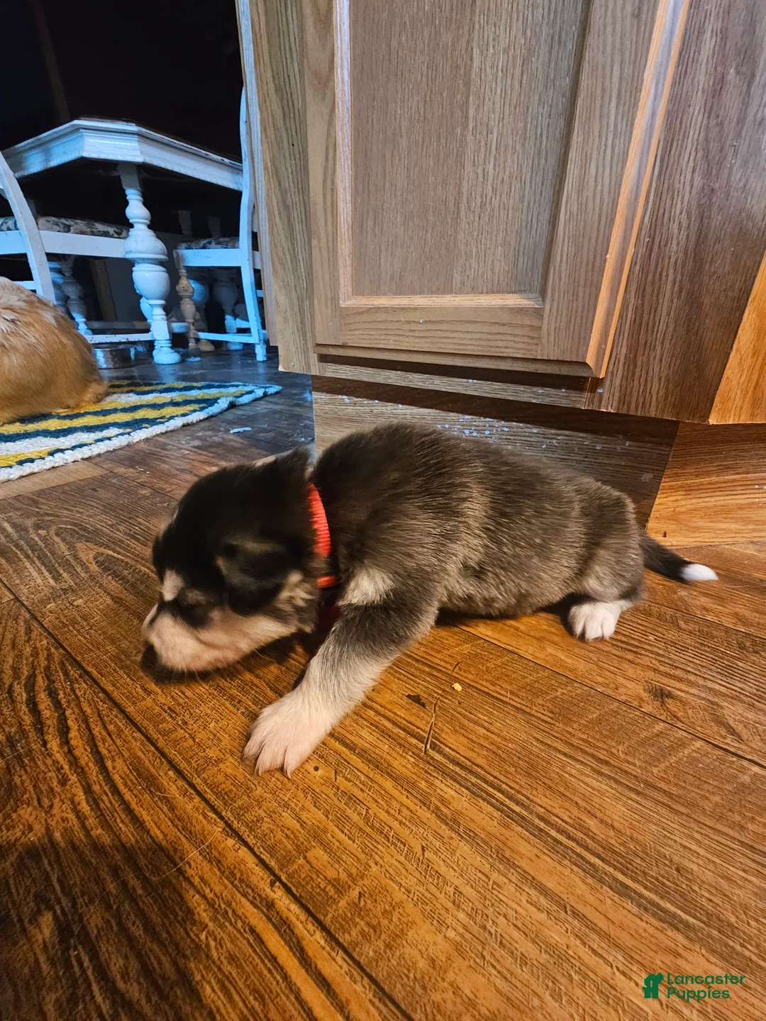 Mixed Breed dogs for sale: Mixed Breed Puppy 1 - Ad 1