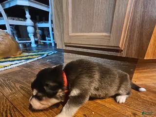 Mixed Breed dogs Mixed Breed Puppy 1 - Ad 17