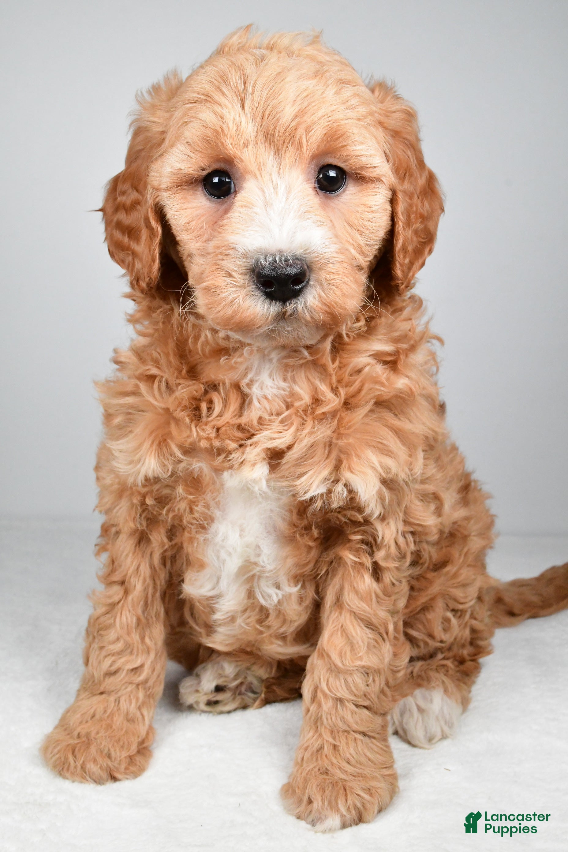 Mini Goldendoodle dogs for sale: Maria - Ad 2