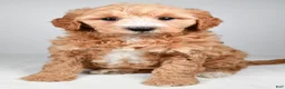 Mini Goldendoodle dogs for sale: Maria - Ad 2