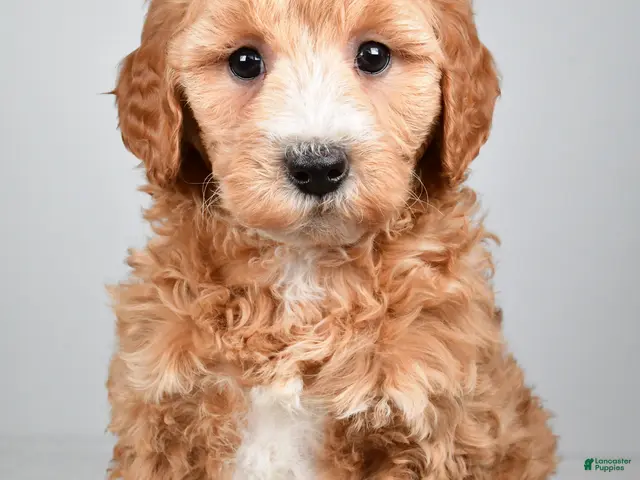 Mini Goldendoodle dogs for sale: Maria - Ad 2