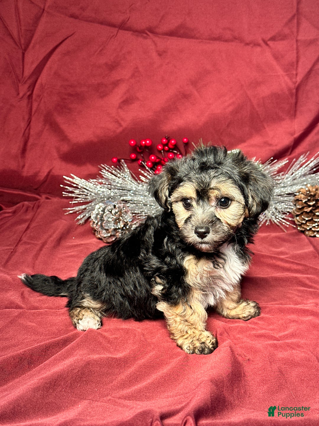 Yochon dogs for sale: Cooper - Ad 3