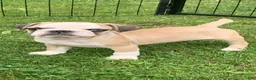 Frug dogs for sale: Rabbit - Ad 3
