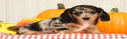 Miniature Dachshund dogs for sale: Jesse - Ad 1