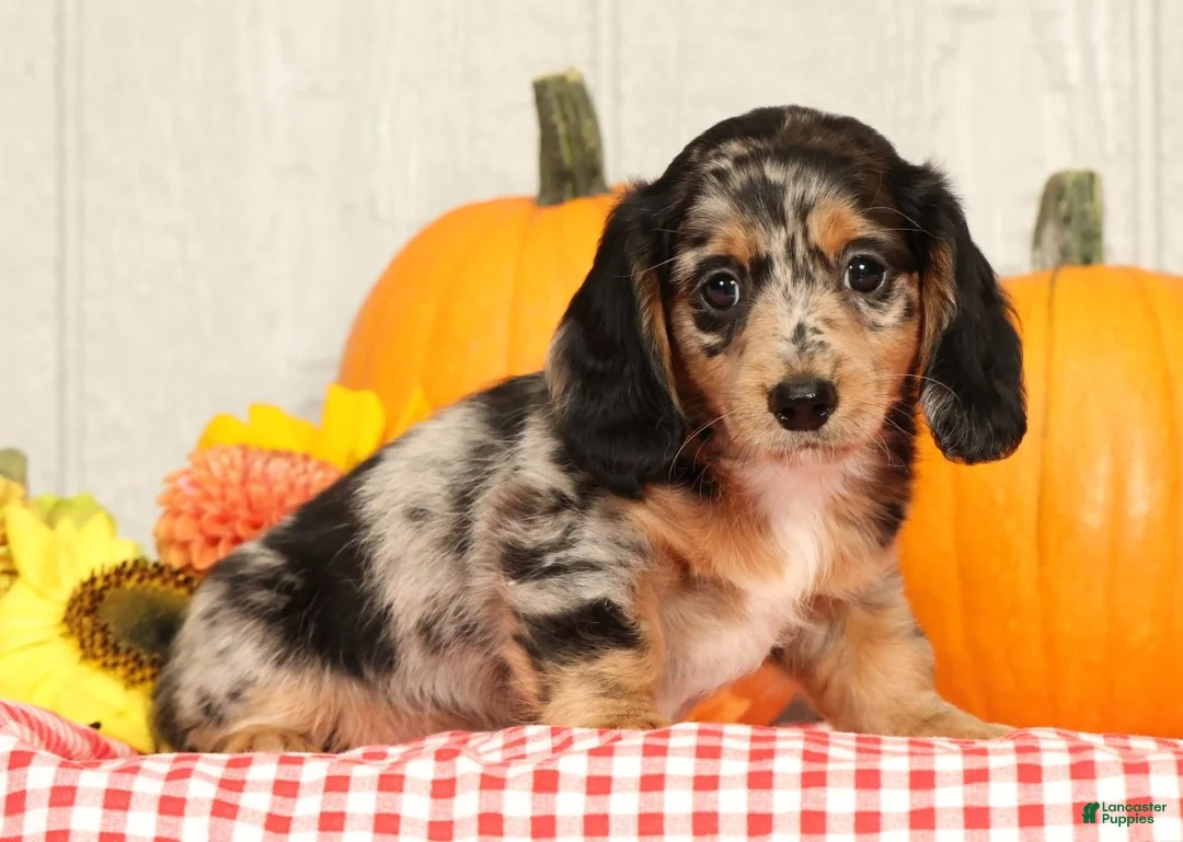 Miniature Dachshund dogs for sale: Jesse - Ad 1