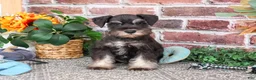 Miniature Schnauzer dogs for sale: Patrick - Ad 4
