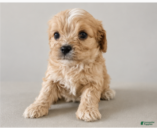 Cavapoo dogs Cooper - Ad 33